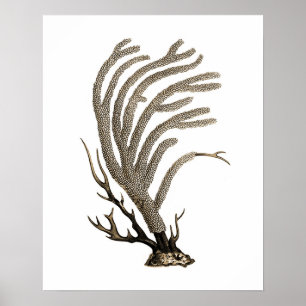 Taupe Sea Corno.2 Beach Wall Art Poster