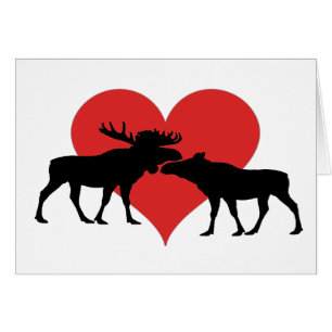 taureau et vache d'orignaux