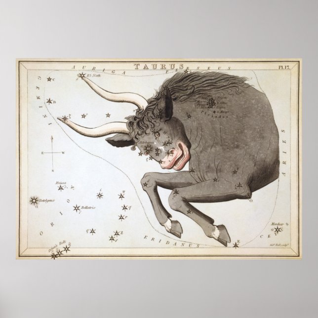Taurus Astrologisch Zeichnend Poster (Vorne)