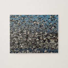 Tausenden Schnee-Gänse