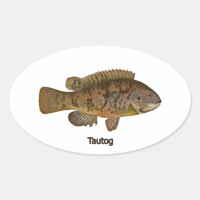 Tautog (Schwarzer Fisch) Ovaler Aufkleber (Vorderseite)