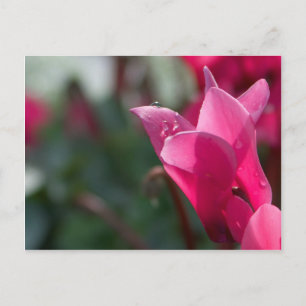 Tautropfen auf Blumenpostkarte Postkarte