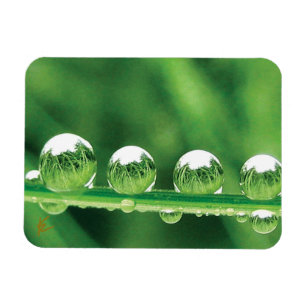 Tautropfen auf grünem Gras Elegante Natur Magnet