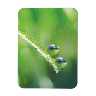 Tautropfen auf grünem Gras Friedliche Natur Magnet