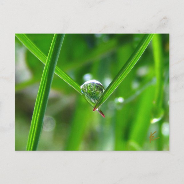 Tautropfen halten Händchen schöne Natur Postkarte (Vorderseite)