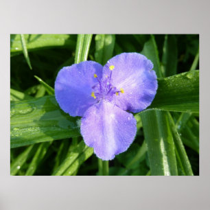 Tautropfen-Trillium-Frühlingswildblume Poster