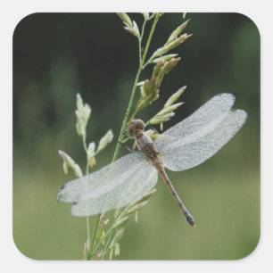 Tautropfene Echte-Teufelsnadel Libelle Quadratischer Aufkleber