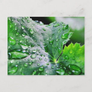 Tauwassertropfen Postkarte