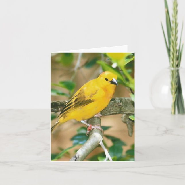 Taveta Golden Weaver Foto Faltkarte (Vorderseite)