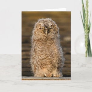 Tawny Chick in Schottland Karte