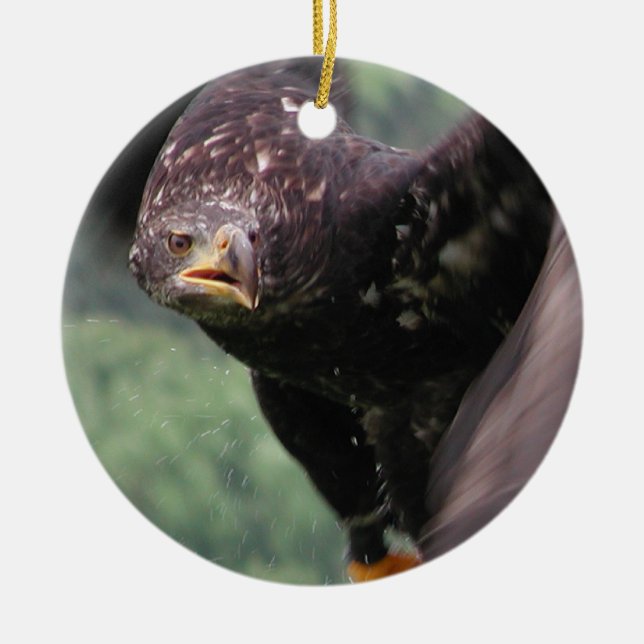 Tawny Eagle Keramikornament (Vorne)