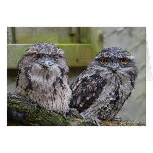 Tawny Frogmouth Birds