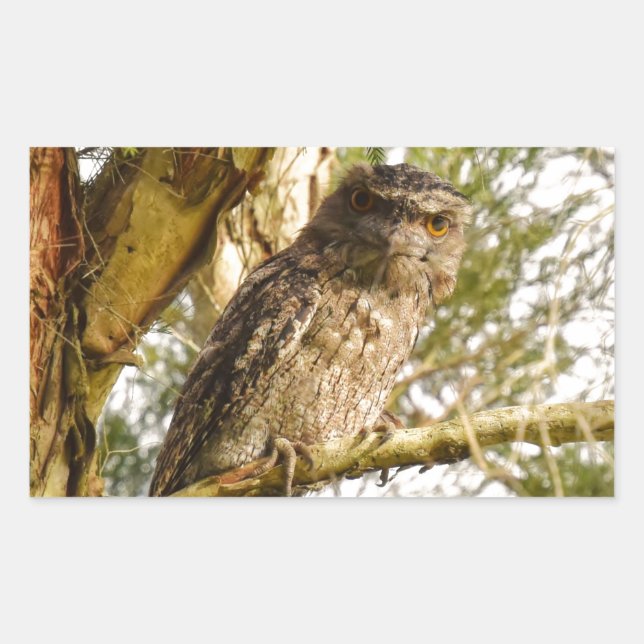 TAWNY FROGMOUTH QUEENSLAND AUSTRALIA RECHTECKIGER AUFKLEBER (Vorderseite)
