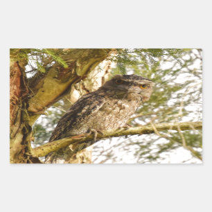 TAWNY FROGMOUTH QUEENSLAND AUSTRALIEN RECHTECKIGER AUFKLEBER