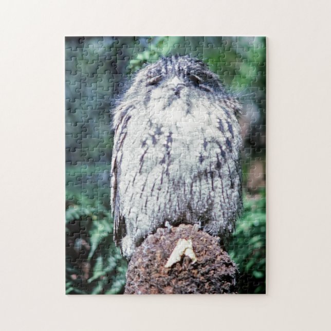 Tawny Frogmouth, Tasmanien, Australien (Vertikal)