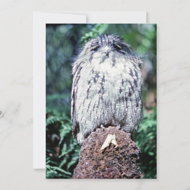 Tawny Frogmouth, Tasmanien, Australien Einladung (Vorderseite)