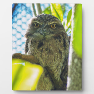 Tawny ist No Owl Fotoplatte