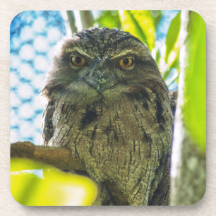 Tawny ist No Owl Getränkeuntersetzer