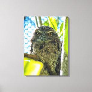 Tawny ist No Owl Leinwanddruck