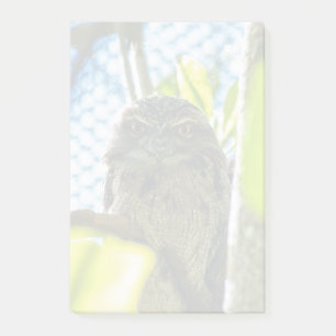 Tawny ist No Owl Post-it Klebezettel