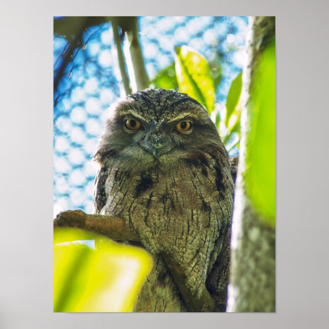 Tawny ist No Owl Poster (Vorne)