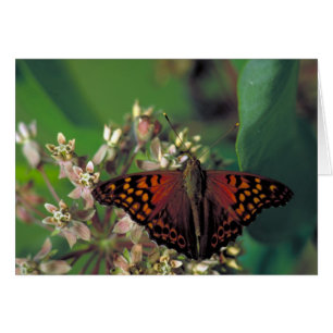 Tawny Kaiser Butterfly auf der gemeinsamen Milkwee