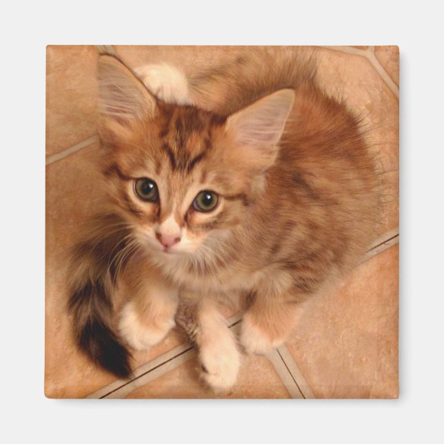 Tawny Kitty Magnet (Vorne)