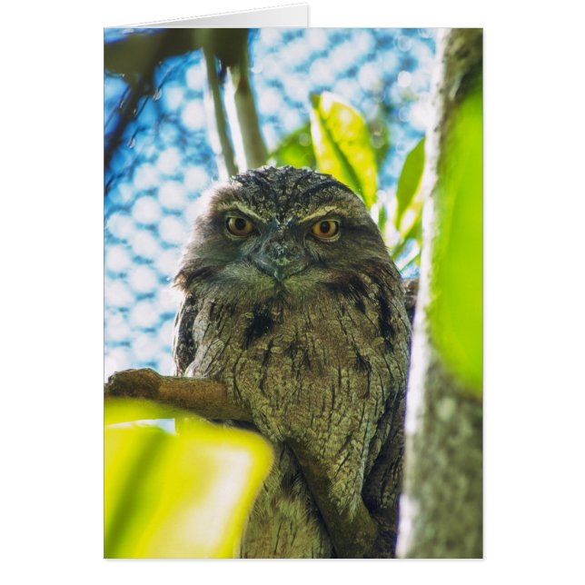 Tawny n'est pas une chouette (Devant)