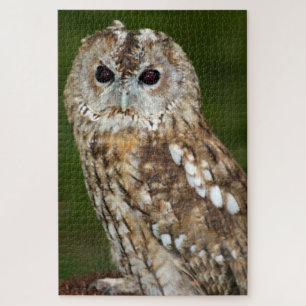 Tawny Owl