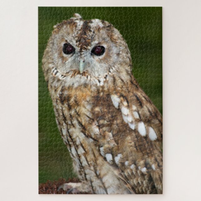 Tawny Owl (Vertikal)