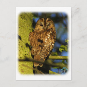 Tawny Owl 8T014D-17 Postkarte