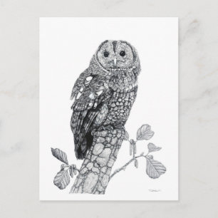Tawny Owl - Carte postale vierge