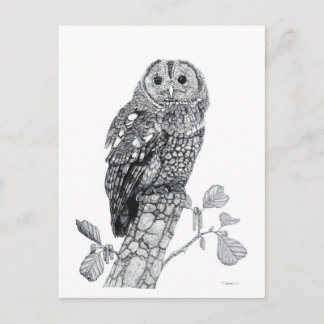 Tawny Owl - Carte postale vierge