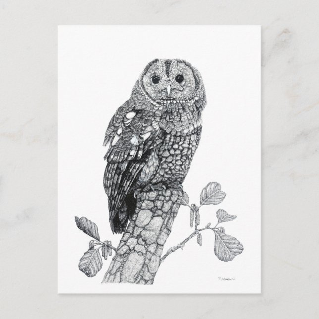 Tawny Owl - Carte postale vierge (Devant)