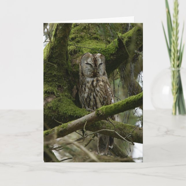 Tawny Owl Karte (Vorderseite)