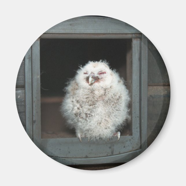 Tawny Owl Magnet (Vorne)