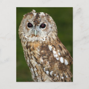 Tawny Owl Postkarte