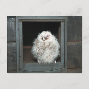 Tawny Owl Postkarte