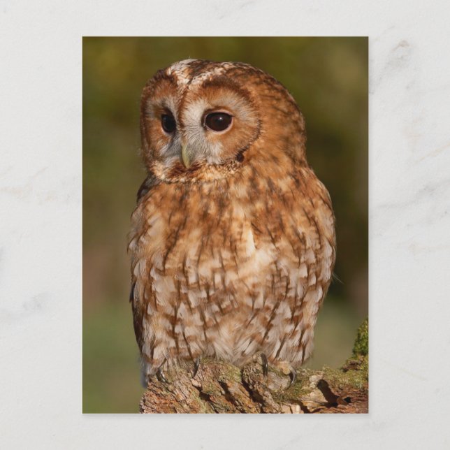 Tawny Owl (Strix aluco) Postkarte (Vorderseite)