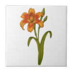 Tawny Taglilie Fliese<br><div class="desc">Handgezeichnete botanische Abbildung einer tawny-Taglilie</div>