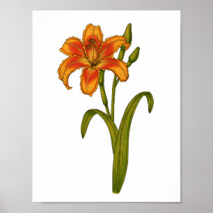 Tawny Taglilie Poster