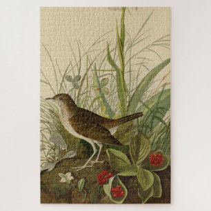 Tawny Thrush (Veery) - Audubons Vögel von Amerika