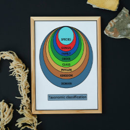 Taxonomische Klassifizierung Poster