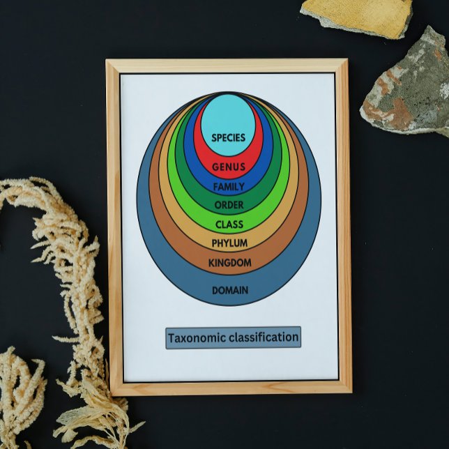 Taxonomische Klassifizierung Poster (Von Creator hochgeladen)