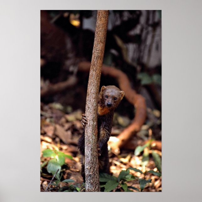 Tayra (Eira barbata) Poster (Vorne)