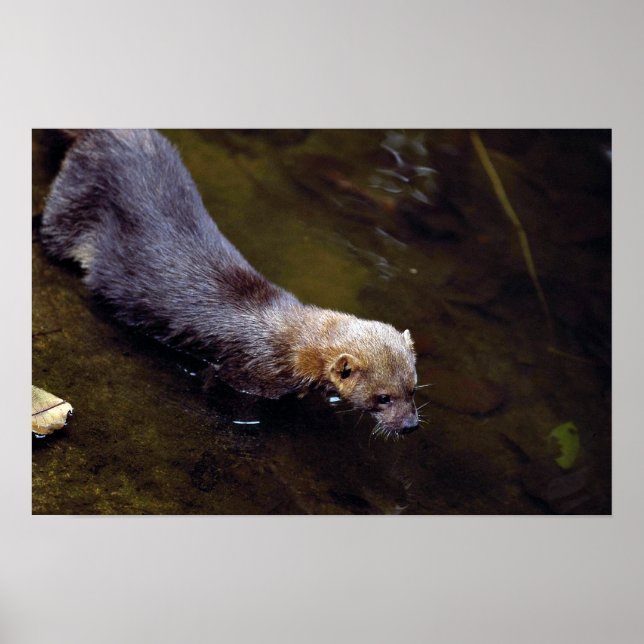 Tayra (Eira barbata) Poster (Vorne)