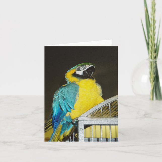 Taz... Karte (Vorderseite)