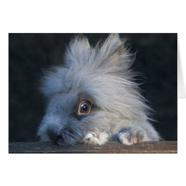 Taz Karte (Vorderseite (Horizontal))