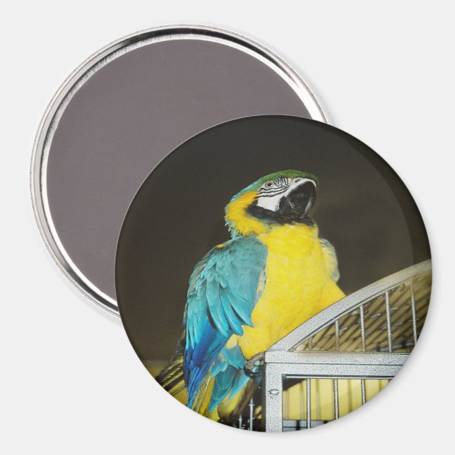 Taz... Magnet (Vorderseite/Rückseite)