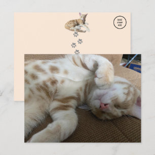 Taz The Adorable Ginger Tabby - Katze Postkarte